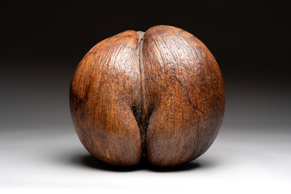A coco de mer or sea coconut (Lodoicea maldivica), Seychelles