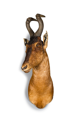 An imposing hunting trophy of a hartebeest, 20th C.