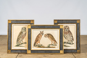 Three framed 'owl' colour engravings, 20th C.